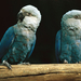 Spixs-macaw--014