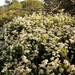 california buckwheat (Medium)