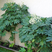 fatsia japonica (Medium)