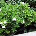 gardenia jasminoides (Medium)