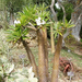 madagascar palm (Medium)