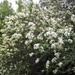 white ceanothus (Medium)