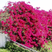 bougainvillea