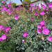 calandrinia spectabilis