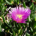 carpobrotus chilensis