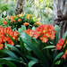 clivia