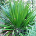 doryanthes palmeri