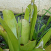 lavender bromeliad