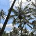 palms and sky