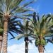 palms-in-daytona-beach