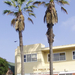 washingtonia filifera2