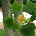 tulip tree 3 (Medium)