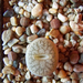 Lithops