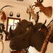 Afrikai állatok kiállítása 39