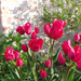 több fejű tulipánok