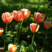 tulipánok Szarvas