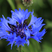 kék búavirág
