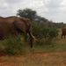 Kenya Tsavo Easet kelet nemzeti park (88)