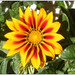 IM gazania