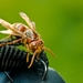 Wasp on my camera by lordradi