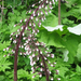 Erdei virág - Acsalapu (Petasites hybridus)