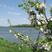 Virágzó fácska a Duna parton