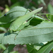 Szöcske (Tettigonia viridissima) 05