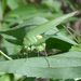 Szöcske (Tettigonia viridissima) 03