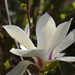 Fehér magnolia