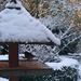 robin on bird table