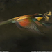 bee-eater-flight-1188997-080509-sw (Medium)