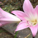 Amaryllis+belladonna (Small)