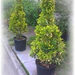 5Euonypiramide (Medium)