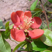 japanese-quince-1 (Medium)