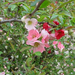 quince (Medium)