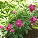 peony-2004-05