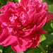 peony-2005-08