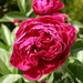 peony-2006-06