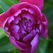 peony-2008-05