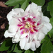 peony-2010-009