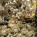 Karácsonyi bolt Salzburgban