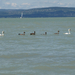 balaton2008+ 704