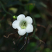 szép fehér virág