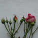 fali rózsa