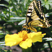 Yellow Butterfly / Sárga pillangó