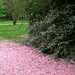 Rózsaszin szőnyeg