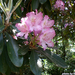Rhododendron-2