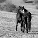 Horse love,,,