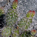 Opuntia  polyacantha var. ursina