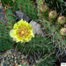 Opuntia phaeacantha